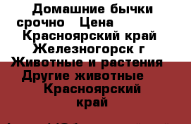 Домашние бычки срочно › Цена ­ 30 000 - Красноярский край, Железногорск г. Животные и растения » Другие животные   . Красноярский край